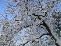 IMG 5375 39 1