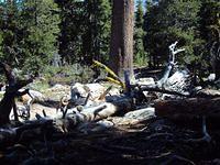 Barrett Lake 004